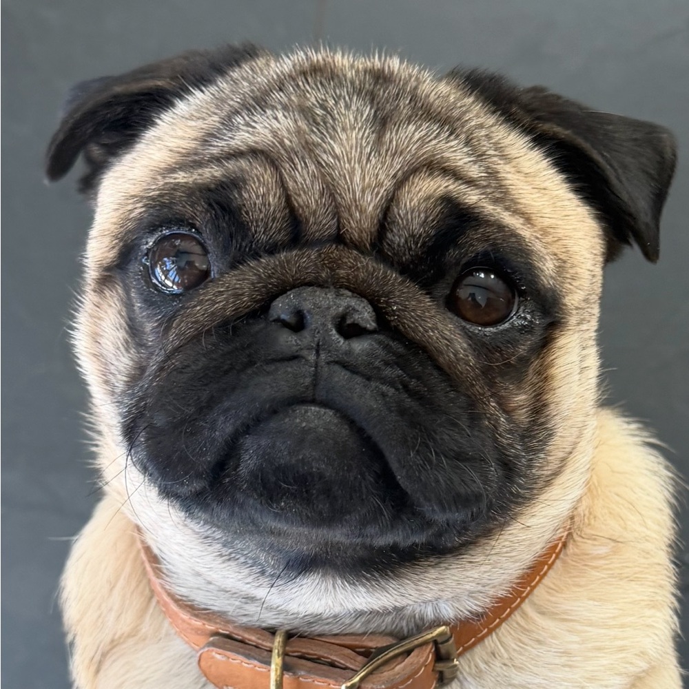 Meet your Posher, Shannon